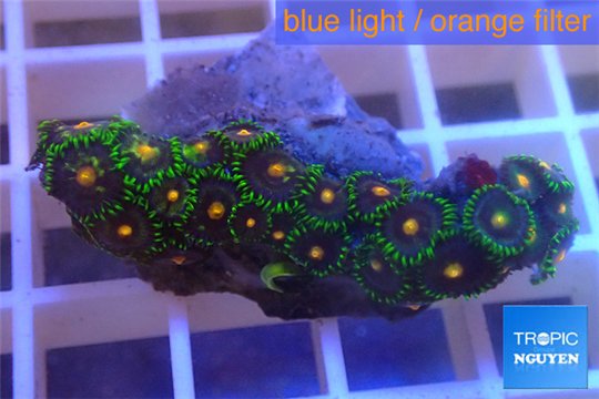 Zoanthus purple green 3-4 cm WYSIWYG acclimaté