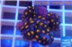 Zoanthus orange neon 2-4 cm WYSIWYG acclimaté