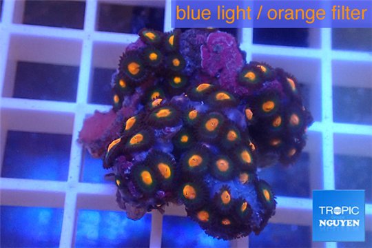 Zoanthus orange neon 2-4 cm WYSIWYG acclimaté