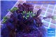 Clavularia papaya green 3-6 cm WYSIWYG acclimaté
