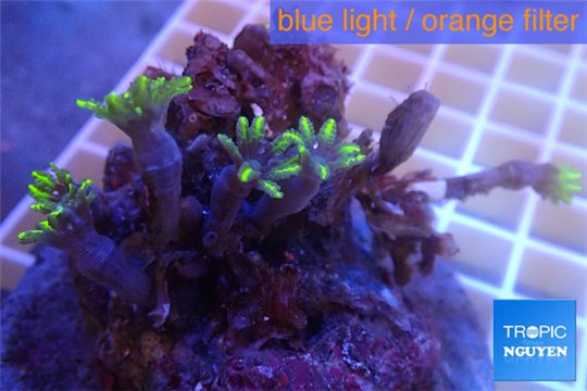 Clavularia papaya green 3-6 cm WYSIWYG acclimaté