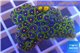 Zoanthus purple green 3-5 cm WYSIWYG acclimaté