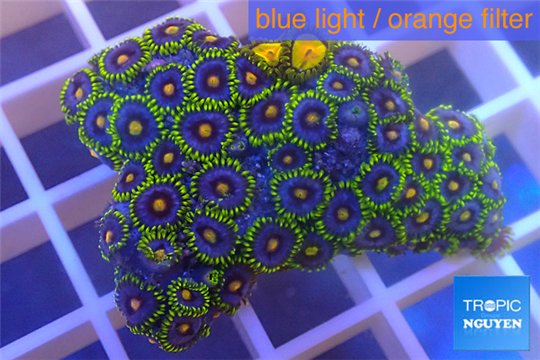 Zoanthus purple green 3-5 cm WYSIWYG acclimaté