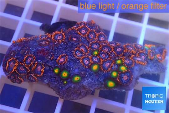 Zoanthus red + Zoanthus gold 4-6 cm WYSIWYG acclimaté