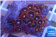 Zoanthus red blue 3-4 cm WYSIWYG acclimaté