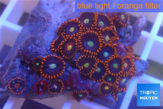 Zoanthus red blue 3-4 cm WYSIWYG acclimaté