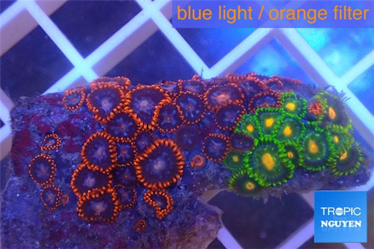Zoanthus red blue + Zoanthus sunset kiwi 3-5 cm WYSIWYG acclimaté