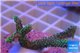 Seriatopora caliendrum 2-4 cm WYSIWYG acclimaté