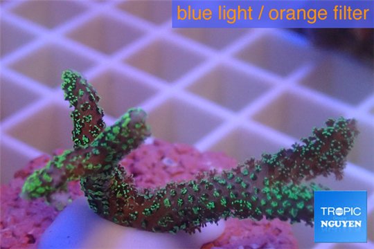 Seriatopora caliendrum 2-4 cm WYSIWYG acclimaté