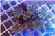 Clavularia papaya purple green 3-6 cm WYSIWYG acclimaté