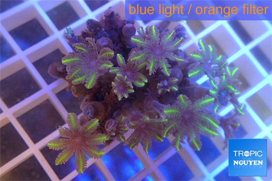 Clavularia papaya purple green 3-6 cm WYSIWYG acclimaté