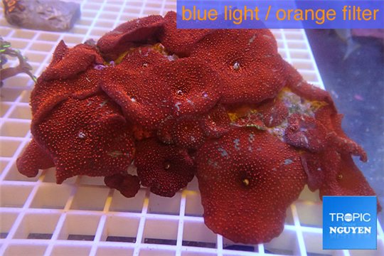 Discosoma red blue 18-25 cm WYSIWYG acclimaté