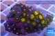 Zoanthus gold 3-4 cm WYSIWYG acclimaté