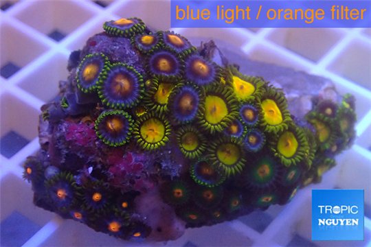 Zoanthus gold 3-4 cm WYSIWYG acclimaté