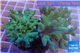 Sinularia short finger green 8-12 cm WYSIWYG acclimaté