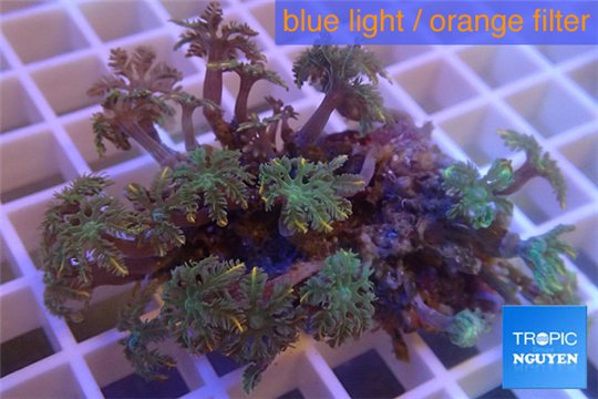 Clavularia papaya orange 4-6 cm WYSIWYG acclimaté