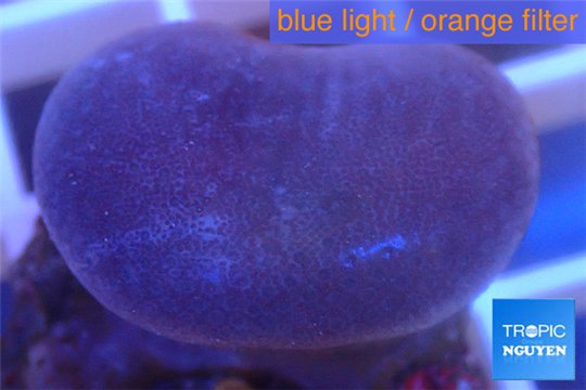 Sarcophyton erenberghi white polyps 4-6 cm WYSIWYG acclimaté