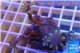 Clavularia papaya green 2-4 cm WYSIWYG acclimaté