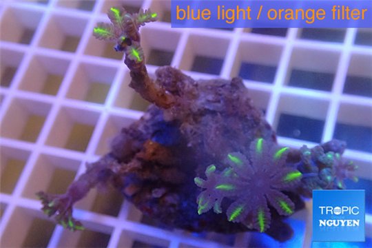 Clavularia papaya green 2-4 cm WYSIWYG acclimaté