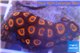 Zoanthus orange neon 3-4 cm WYSIWYG acclimaté