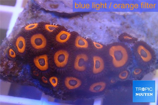 Zoanthus orange neon 3-4 cm WYSIWYG acclimaté