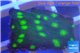 Echinopora green spot ( without plug) 1-2 cm WYSIWYG acclimaté