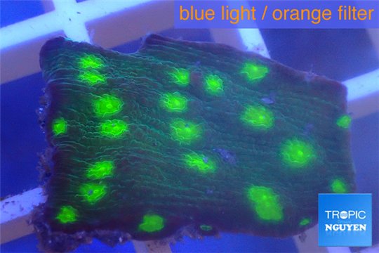 Echinopora green spot ( without plug) 1-2 cm WYSIWYG acclimaté