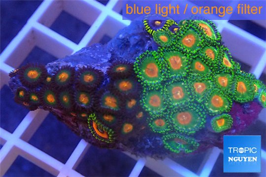 Zoanthus sunset kiwi + Zoanthus orange 3-4 cm WYSIWYG acclimaté