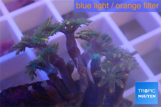 Clavularia papaya orange 2-4 cm WYSIWYG acclimaté