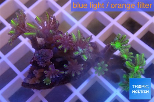 Clavularia papaya green golden 4-5 cm WYSIWYG acclimaté