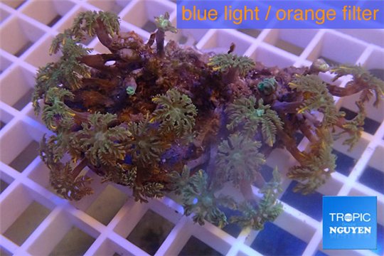 Clavularia papaya orange 4-7 cm WYSIWYG acclimaté