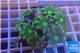 Clavularia papaya green golden 4-5 cm WYSIWYG acclimaté