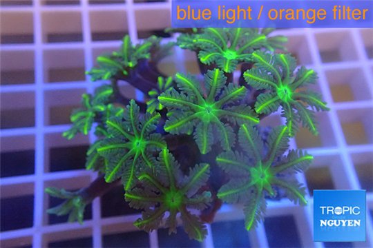 Clavularia papaya green golden 4-5 cm WYSIWYG acclimaté