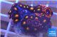 Zoanthus red blue +Zoanthus orange neon 3-4 cm WYSIWYG acclimaté