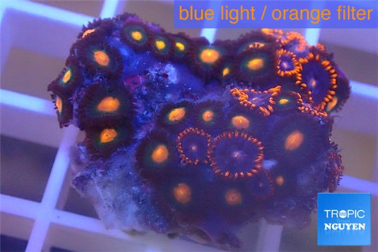 Zoanthus red blue +Zoanthus orange neon 3-4 cm WYSIWYG acclimaté