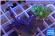 Clavularia papaya green golden 2-4 cm WYSIWYG acclimaté