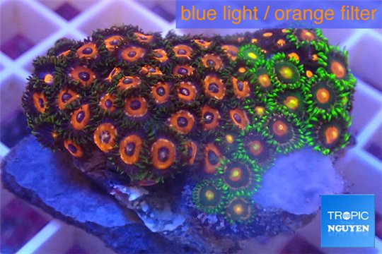 Zoanthus sunset kiwi + Zoanthus red 3-5 m WYSIWYG acclimaté