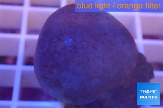 Sarcophyton erenberghi white polyps 4-6 cm WYSIWYG acclimaté