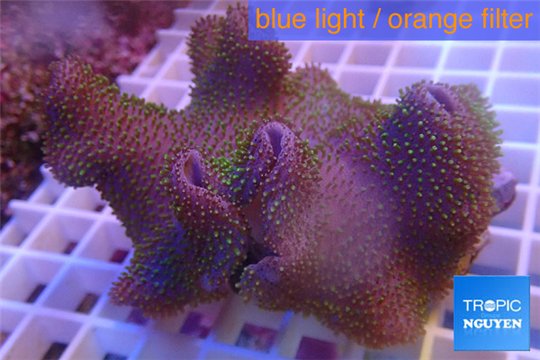 Sarcophyton full neon green polyps Australia 7-14 cm WYSIWYG acclimaté