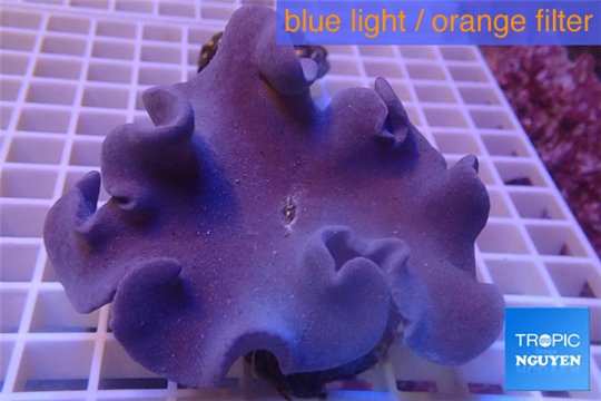 Sarcophyton full neon green polyps Australia 7-14 cm WYSIWYG acclimaté