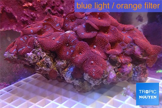 Discosoma red blue 18-25 cm WYSIWYG acclimaté