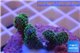 Seriatopora caliendrum green 2-4 cm WYSIWYG acclimaté