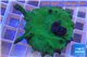 Montipora digitata green 4-5 cm WYSIWYG acclimaté