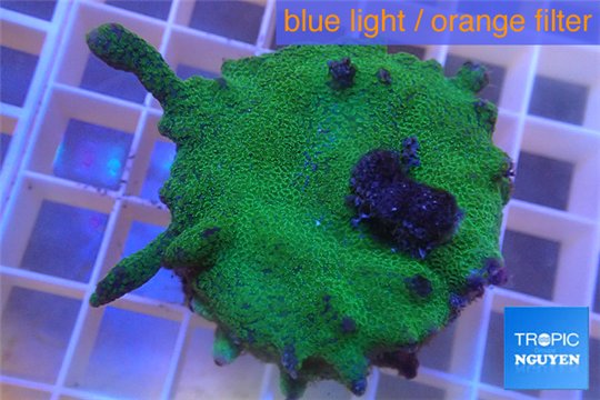 Montipora digitata green 4-5 cm WYSIWYG acclimaté