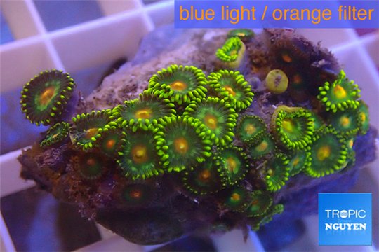 Zoanthus green 3-4 cm WYSIWYG acclimaté