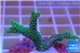 Seriatopora caliendrum green 2-3 cm WYSIWYG acclimaté