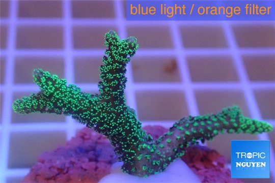 Seriatopora caliendrum green 2-3 cm WYSIWYG acclimaté