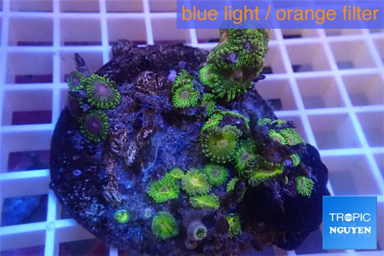 Zoanthus Fijii premium 8-12 cm WYSIWYG acclimaté