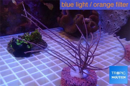 Gorgonia symbiotic 10-15 cm WYSIWYG acclimaté