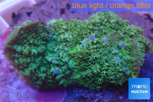 Rhodactis big leaf 2 polyps WYSIWYG acclimaté